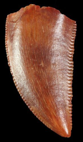 Serrated, Raptor Tooth - Morocco #72608